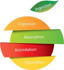 Diagram showing stages: ingestion, digestion, absorption, assimilation, elimination