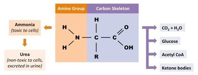 Deamination and urea cycle in the liver