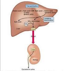Regulation of blood sugar by insulin and glucagon