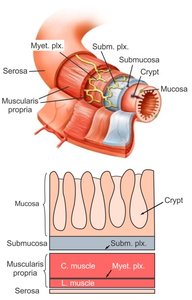 Structure of the colon and its regions