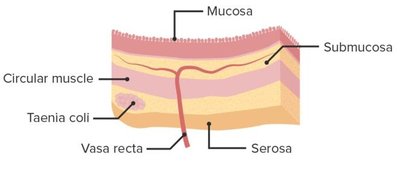 Water reabsorption and feces formation in the colon