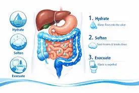 Gut microbiota in the digestive tract