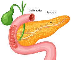 Gallbladder and pancreas with duodenum