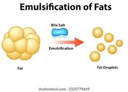 Emulsification of fats by bile salts