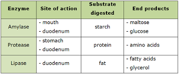 Table of digestive enzymes, sites, substrates, and products