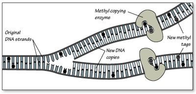 Copying methyl tags during DNA replication