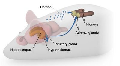 HPA axis and cortisol release