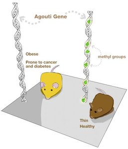 Genetically identical mice with different diets and phenotypes