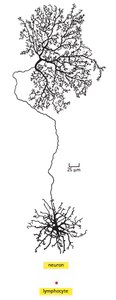 Neuron and lymphocyte cell morphology