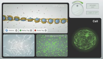 Epigenome in action: histone, methyl, and acetyl tags