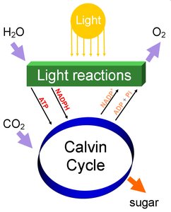 Photosynthesis light response curve