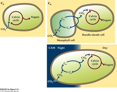 C3, C4, and CAM pathways