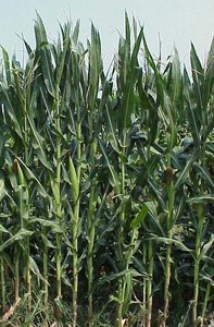 C4 plant (corn)