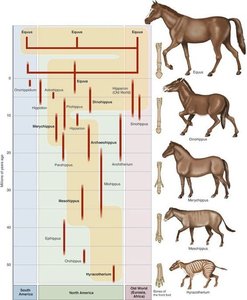 Evolution of the Horse