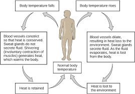 Body temperature regulation feedback loop