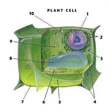 Plant cell structure