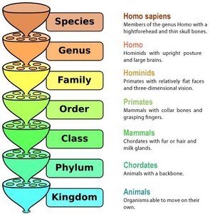 Taxonomic hierarchy