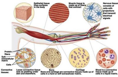 Tissues and cell types in the human arm