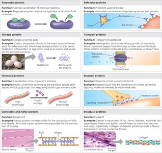 Examples of protein functions