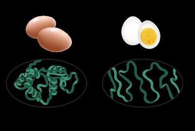 Egg denaturation example