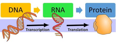 DNA, RNA, and protein synthesis