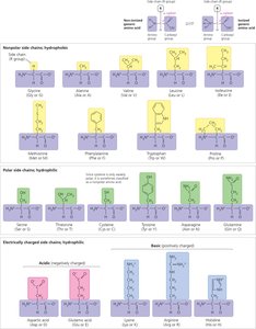 Classification of amino acid side chains