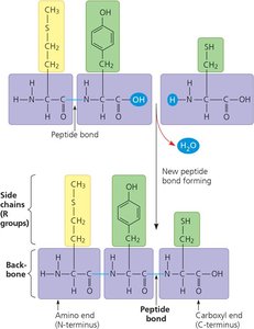 Peptide bond formation and polypeptide structure