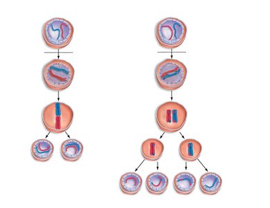 Comparison of mitosis and meiosis
