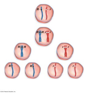 Principle of segregation during meiosis