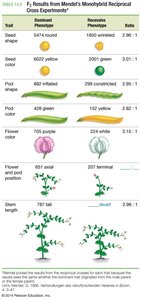 Mendel's monohybrid cross results