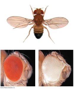 Fruit fly Drosophila melanogaster and eye color variation