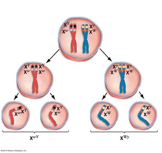 Gene linkage and recombination