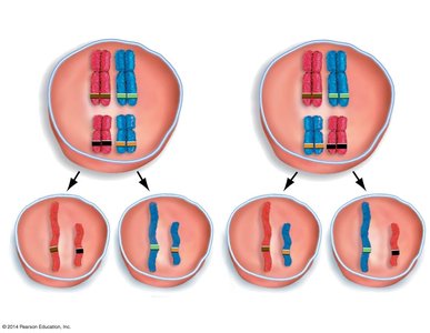 Independent assortment during meiosis