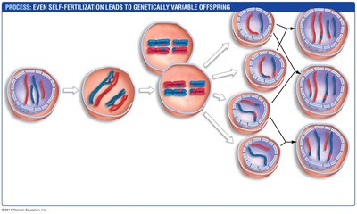 Genetic variation from meiosis and fertilization