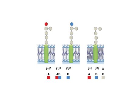 Multiple allelism in human blood types