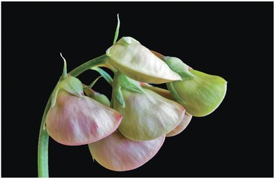 Pea plant used in Mendel's experiments
