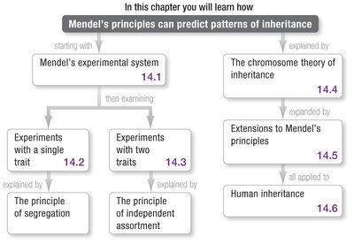 Roadmap of Mendel's principles
