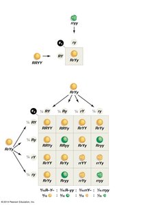 Dihybrid cross and independent assortment