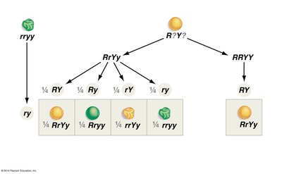 Testcross to determine genotype