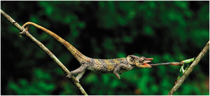 Reptile adaptation for feeding