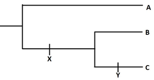 Simple phylogenetic tree