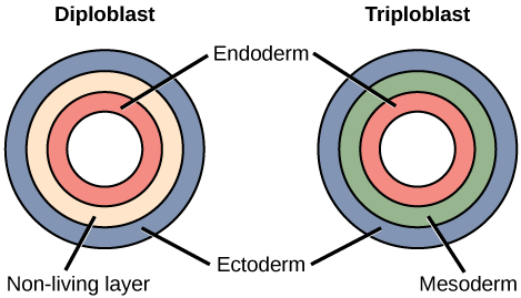 Diploblast vs Triploblast structure
