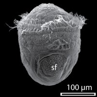 Lophotrochozoan morphology