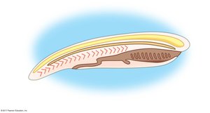 Chordate body plan