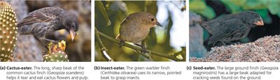 Galapagos finch beak diversity