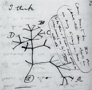 Darwin's original tree of life sketch