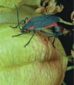 Soapberry bug on golden rain tree
