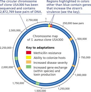 Chromosome map of antibiotic-resistant Staphylococcus aureus