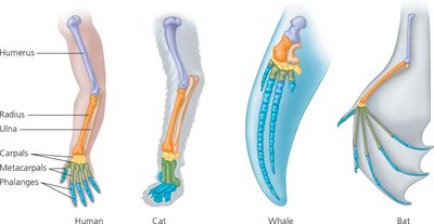 Homologous forelimb bones in mammals