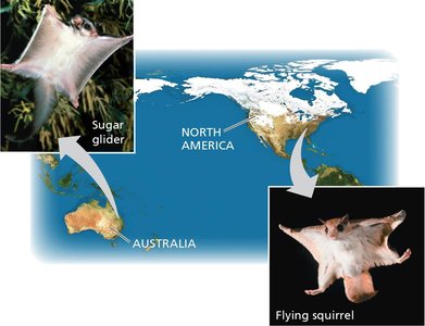 Convergent evolution: sugar glider and flying squirrel